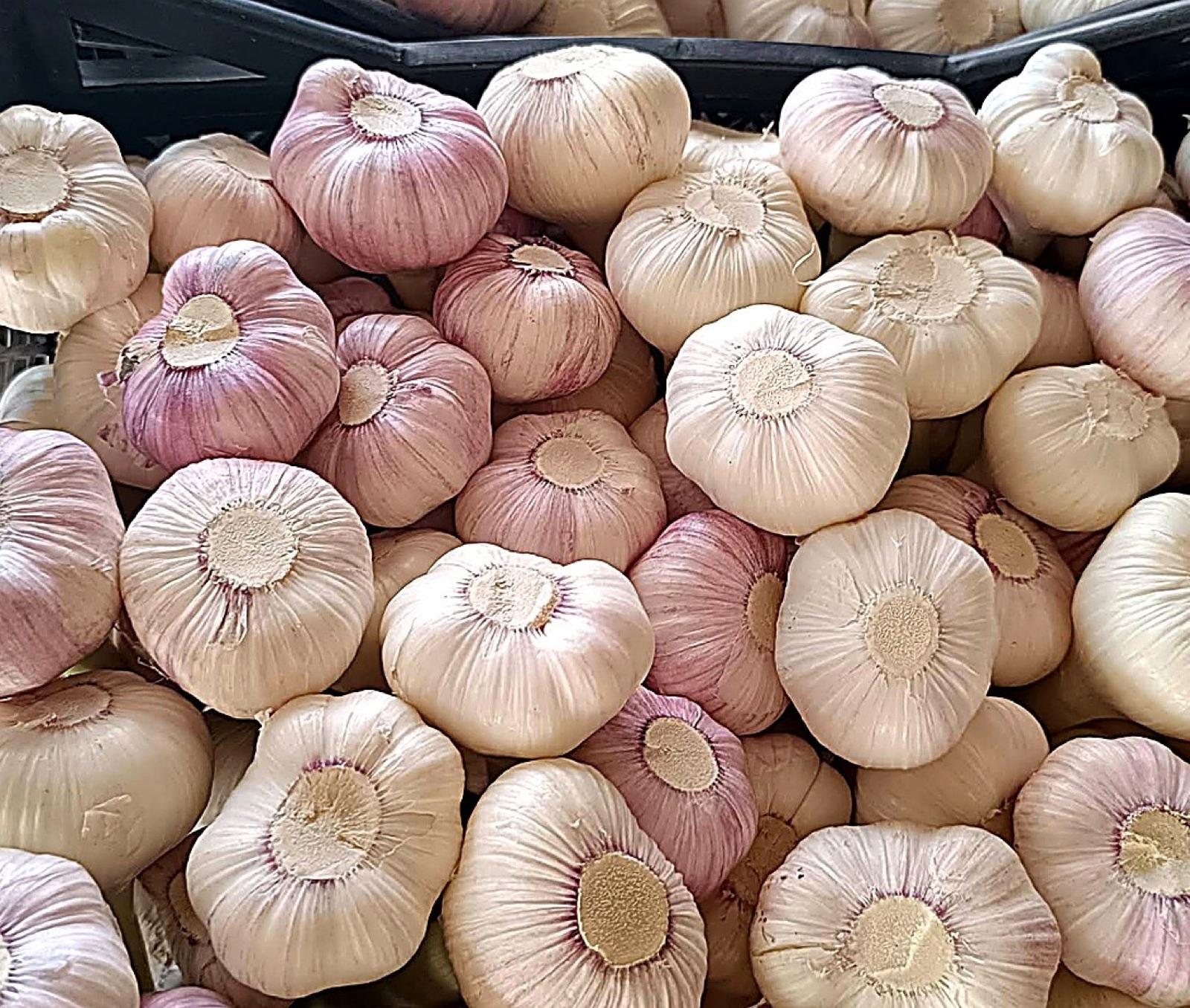 Violet-streaked Egyptian garlic bulbs freshly graded