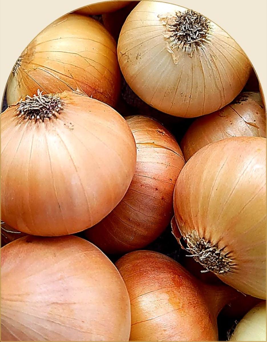 Golden Egyptian yellow onions