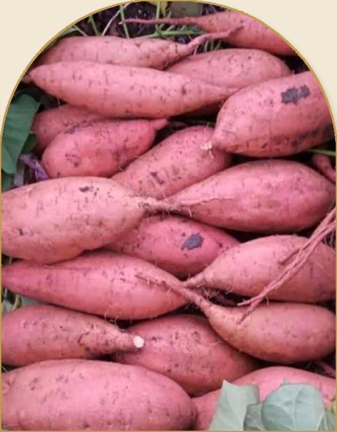 Fresh Egyptian sweet potatoes with deep orange flesh
